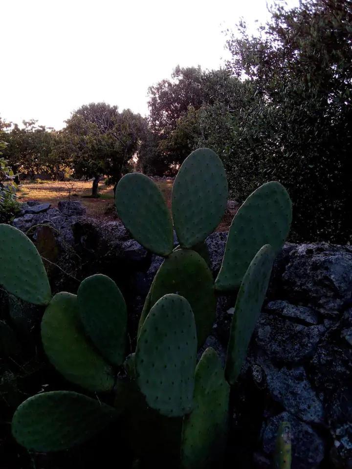 Masseria Fra Diavolo Guest House Castellana Grotte Exterior photo